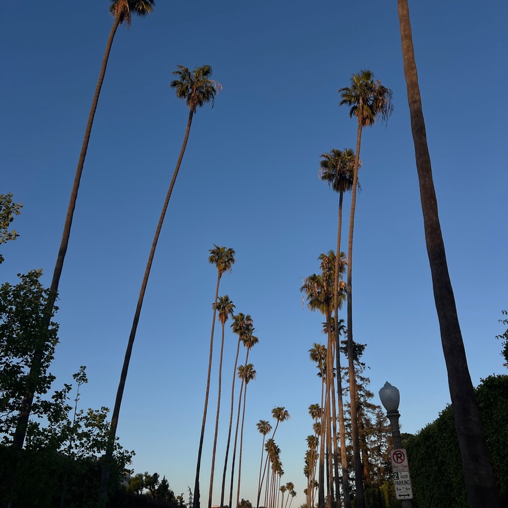 Meet your Posher, Rose